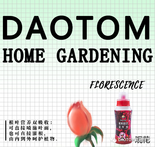 长寿花冬季怎么养殖开花？长寿花冬季如何养护