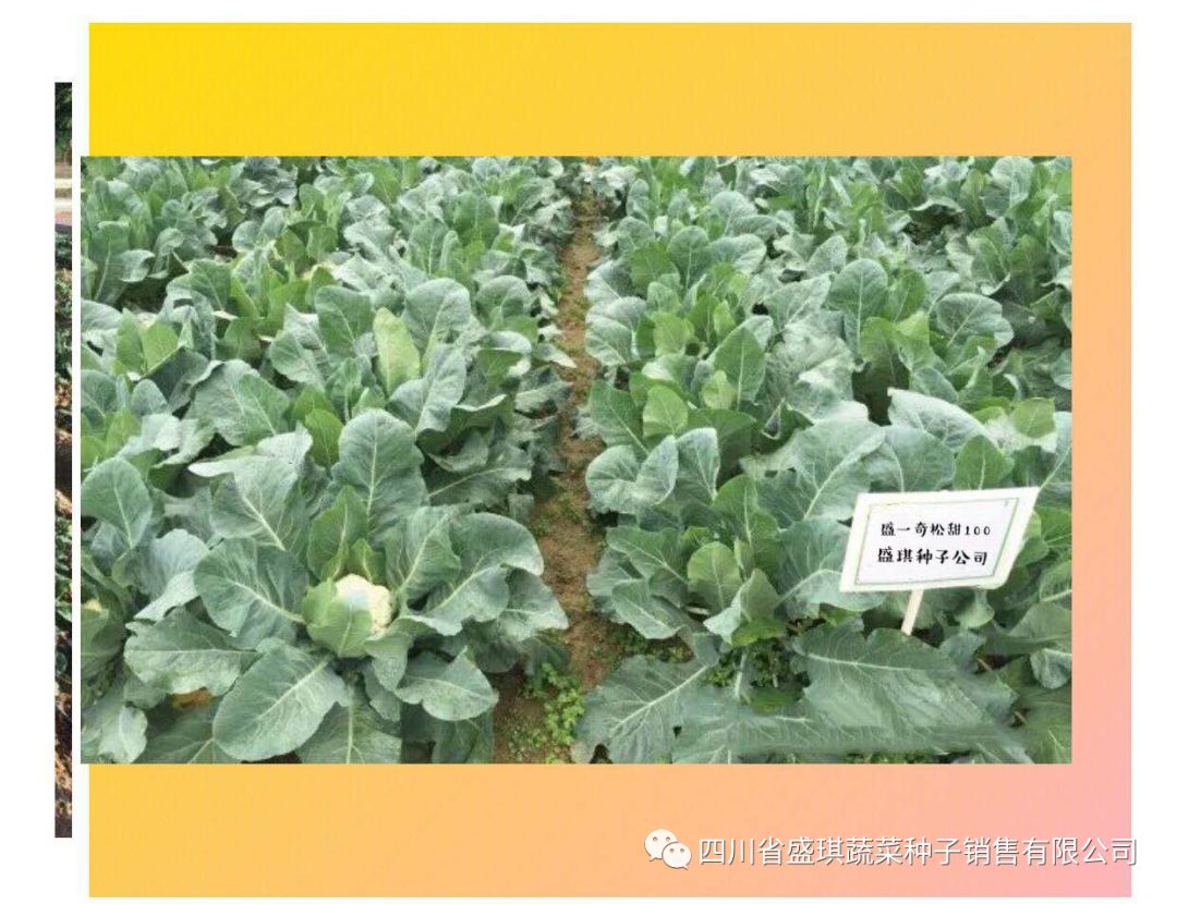 台湾原种有机花菜种子耐寒耐热松花蔬菜种子花 饲料厂