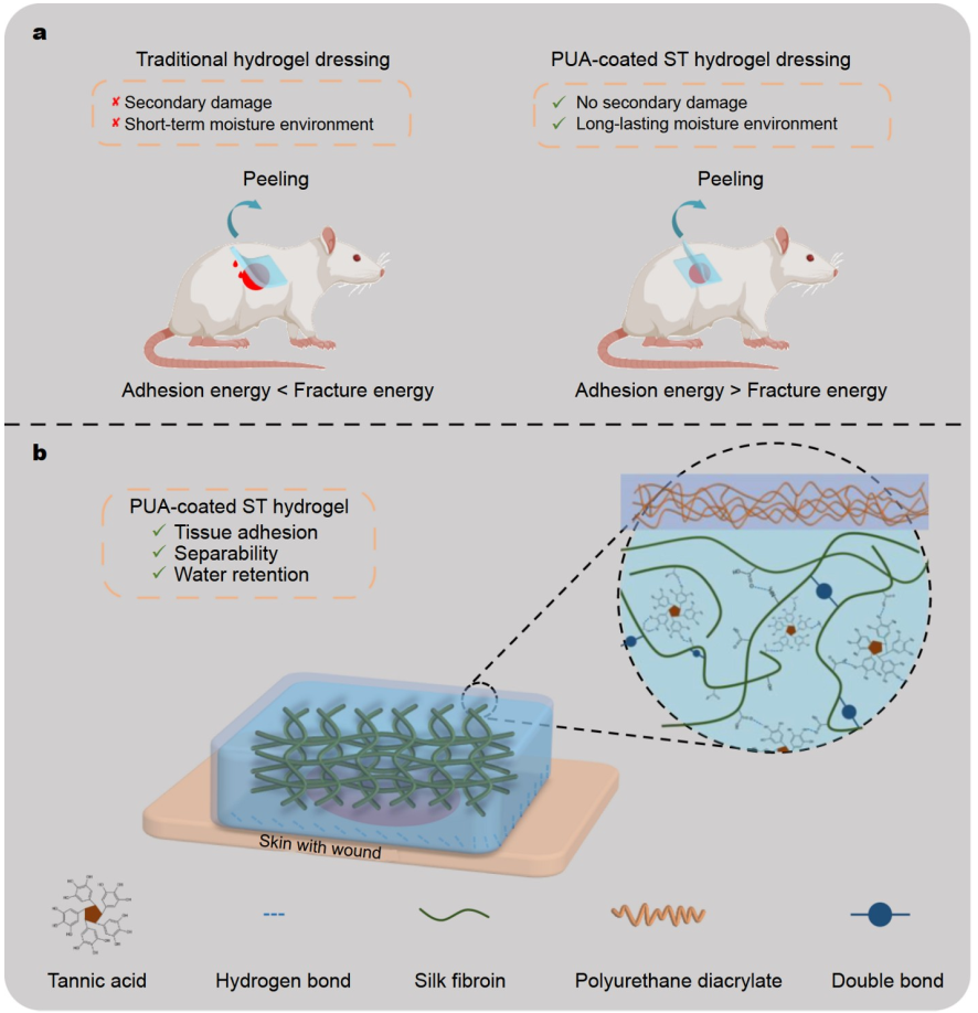 怎么撕敷料啊《Science China Materials》：用于伤口修复的无二次损伤的保水可撕断粘附水凝胶_https://www.jmylbn.com_新闻资讯_第3张