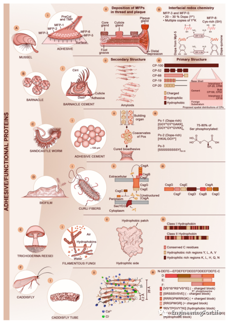 《Chem. Rev.》综述：基于蛋白质生物材料的分子设计和人工生产的图7