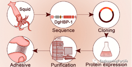 《Chem. Rev.》综述：基于蛋白质生物材料的分子设计和人工生产的图1