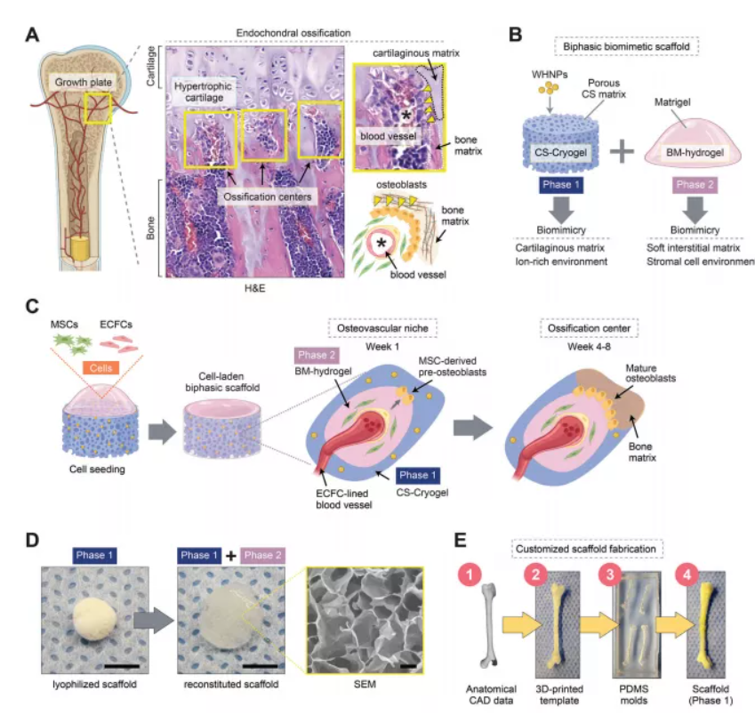 医用诱导骨基质是什么【专题集锦】软骨再生（20230111更新）_https://www.jmylbn.com_新闻资讯_第24张