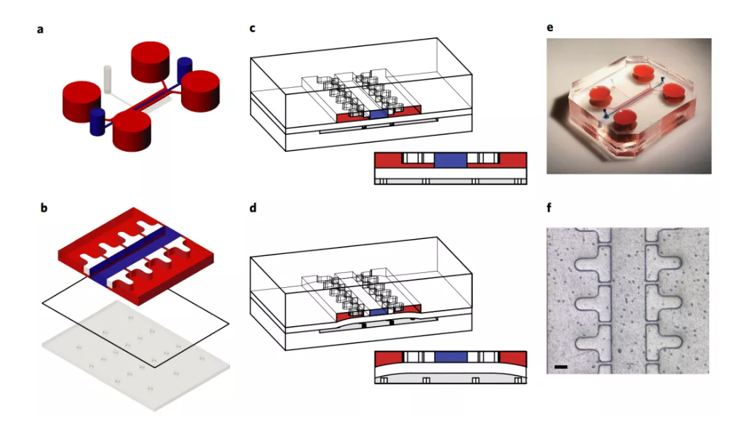 医用诱导骨基质是什么【专题集锦】软骨再生（20230111更新）_https://www.jmylbn.com_新闻资讯_第6张
