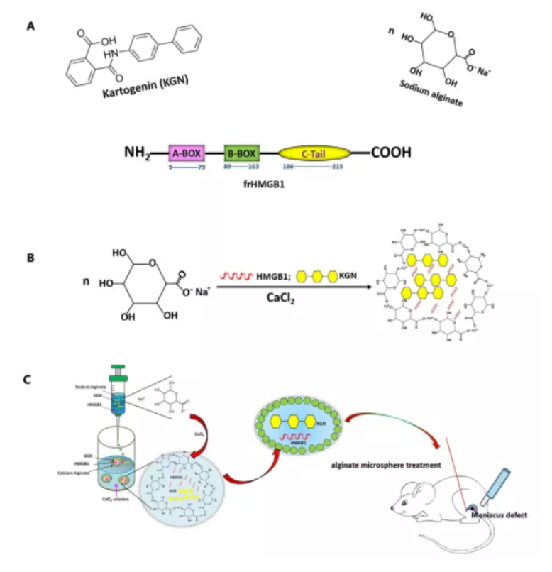 医用诱导骨基质是什么【专题集锦】软骨再生（20230111更新）_https://www.jmylbn.com_新闻资讯_第12张