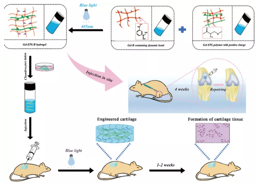 医用诱导骨基质是什么【专题集锦】软骨再生（20230111更新）_https://www.jmylbn.com_新闻资讯_第22张