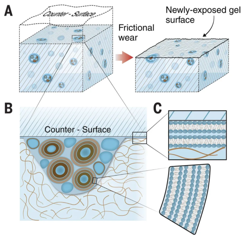 医用诱导骨基质是什么【专题集锦】软骨再生（20230111更新）_https://www.jmylbn.com_新闻资讯_第26张