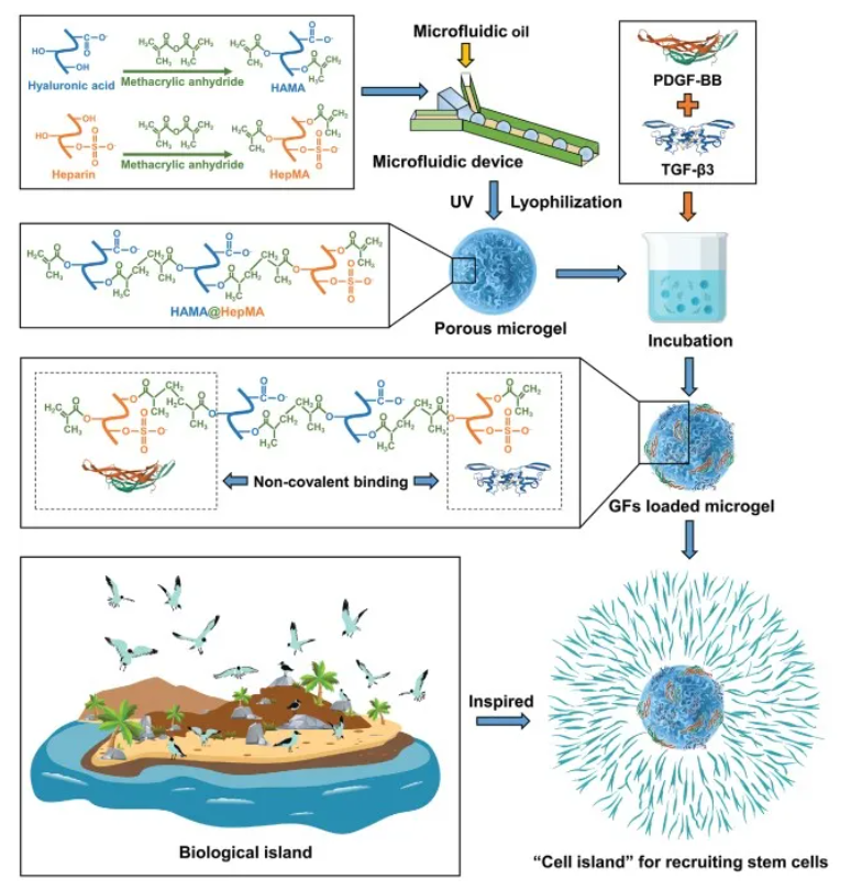 医用诱导骨基质是什么【专题集锦】软骨再生（20230111更新）_https://www.jmylbn.com_新闻资讯_第20张