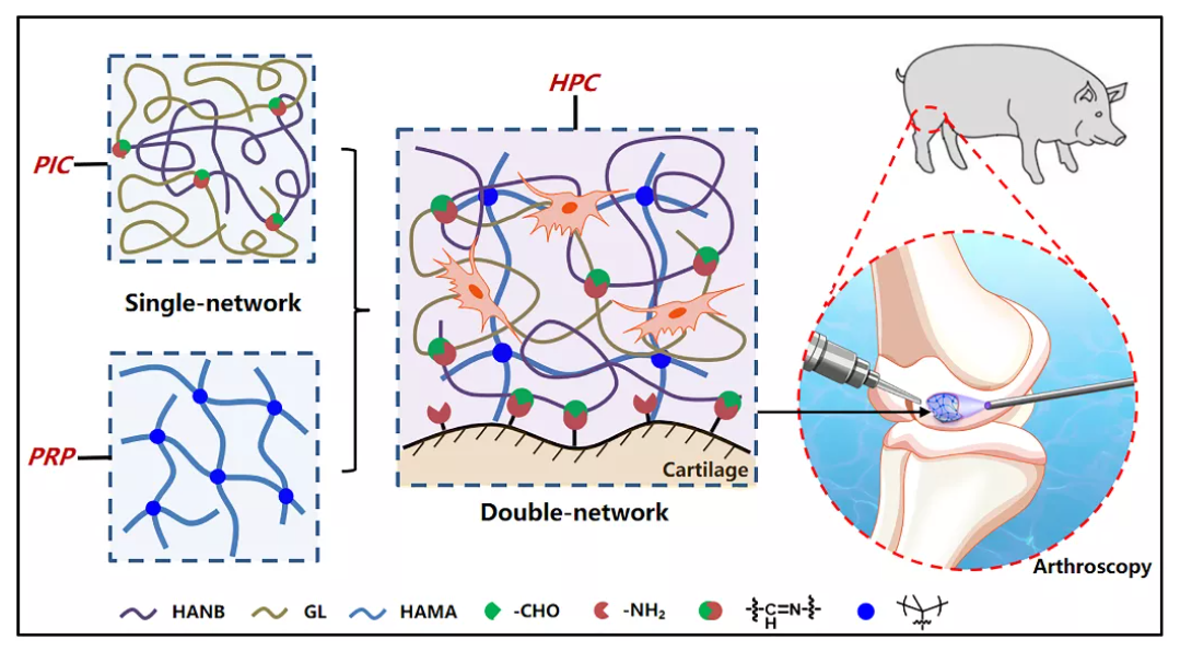医用诱导骨基质是什么【专题集锦】软骨再生（20230111更新）_https://www.jmylbn.com_新闻资讯_第14张
