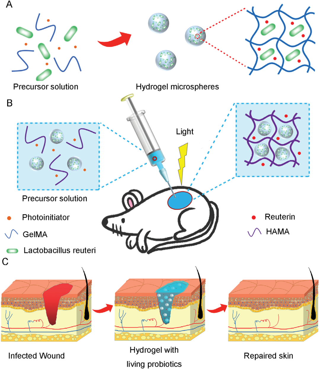止血微球怎么用水凝胶微球应用集锦：水凝胶微球抗菌、抗炎、促伤口愈合（一）_https://www.jmylbn.com_新闻资讯_第4张