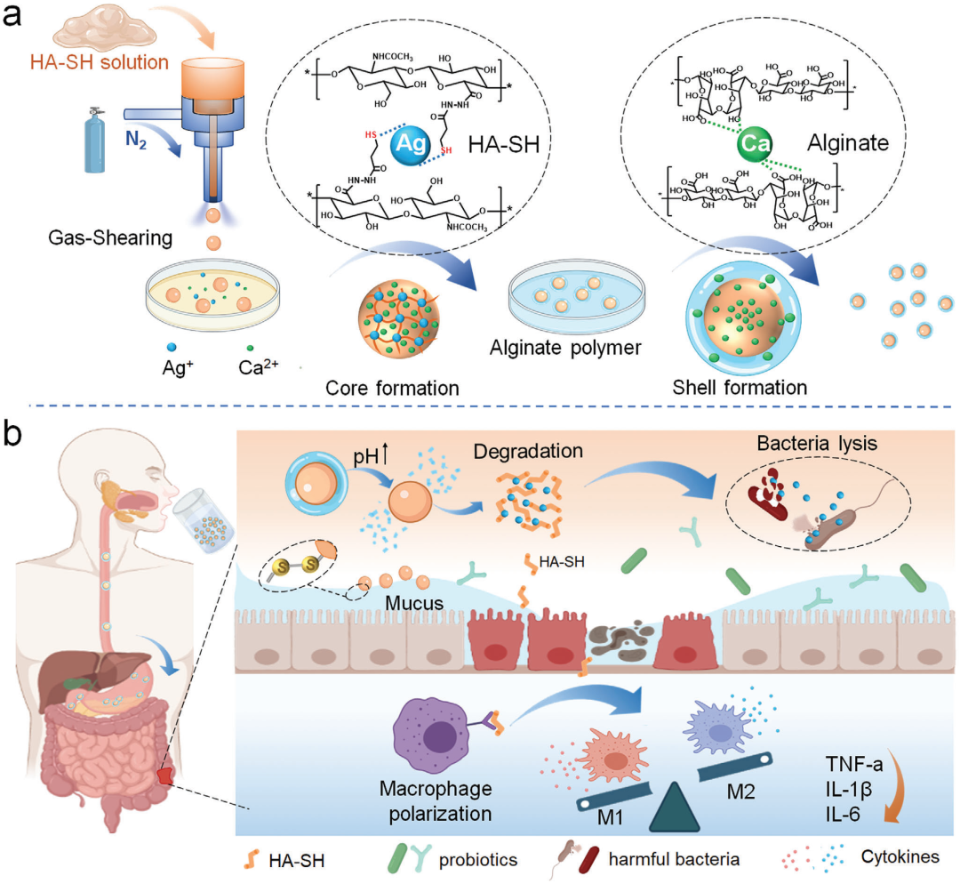 止血微球怎么用水凝胶微球应用集锦：水凝胶微球抗菌、抗炎、促伤口愈合（一）_https://www.jmylbn.com_新闻资讯_第8张