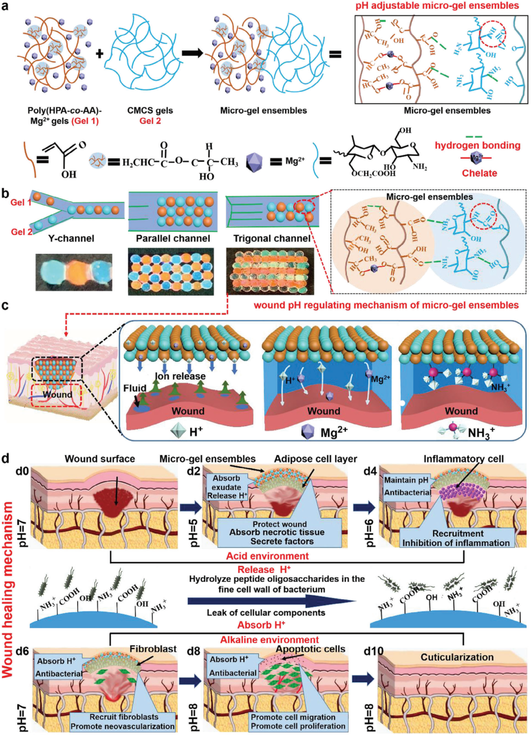 止血微球怎么用水凝胶微球应用集锦：水凝胶微球抗菌、抗炎、促伤口愈合（一）_https://www.jmylbn.com_新闻资讯_第6张
