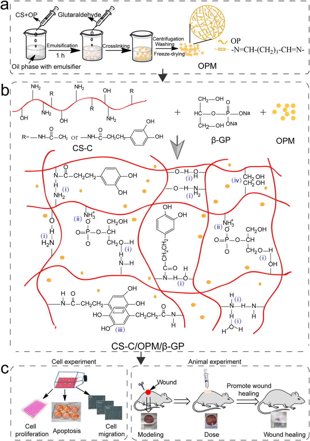 止血微球怎么用水凝胶微球应用集锦：水凝胶微球抗菌、抗炎、促伤口愈合（一）_https://www.jmylbn.com_新闻资讯_第11张
