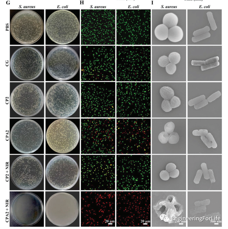 有哪些抗菌凝胶科学普及 ｜ 如何表征水凝胶的抗菌性能？有哪些检测手段？_https://www.jmylbn.com_新闻资讯_第3张