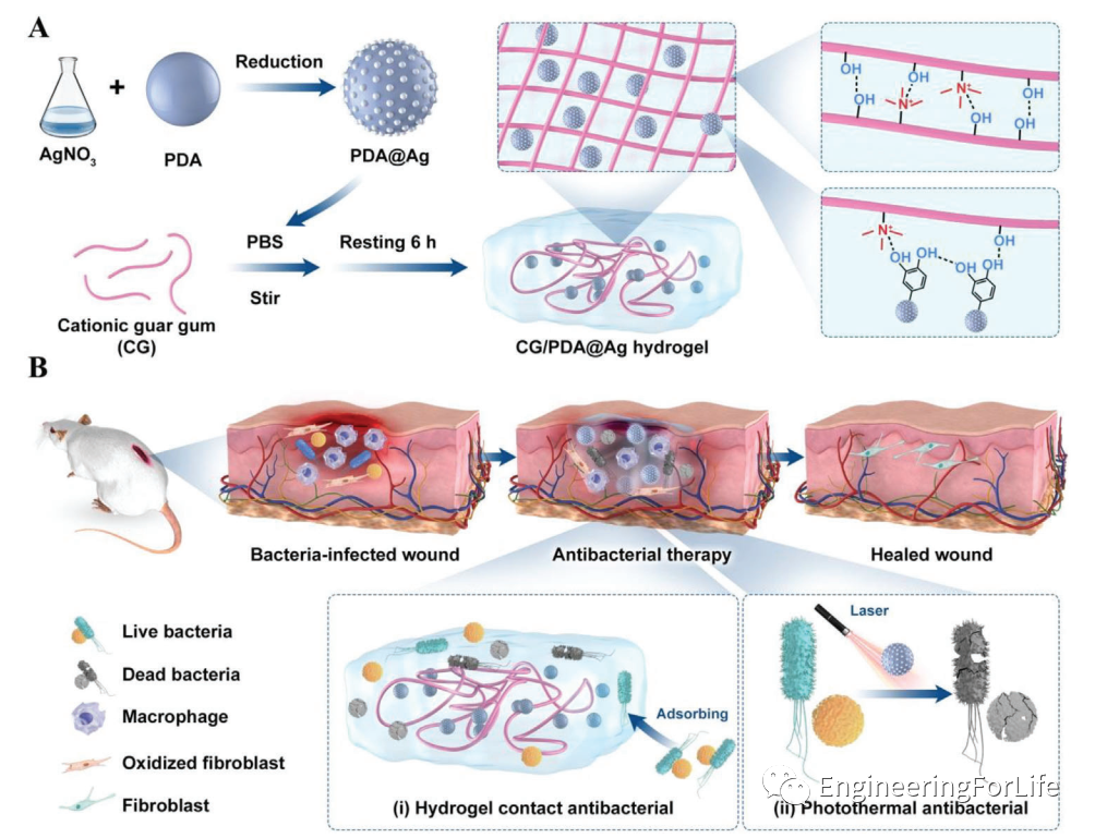 有哪些抗菌凝胶科学普及 ｜ 如何表征水凝胶的抗菌性能？有哪些检测手段？_https://www.jmylbn.com_新闻资讯_第2张