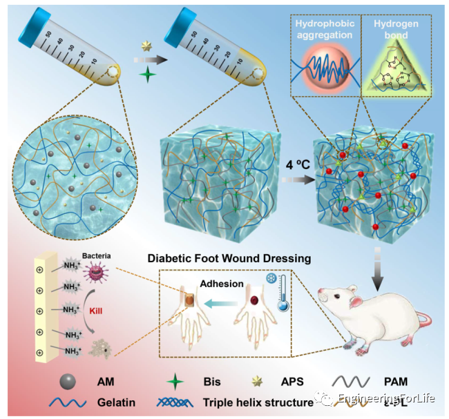 有哪些抗菌凝胶科学普及 ｜ 如何表征水凝胶的抗菌性能？有哪些检测手段？_https://www.jmylbn.com_新闻资讯_第4张