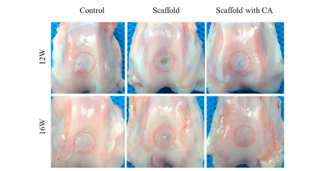 华南理工曹晓东团队：用于软骨再生的载干细胞3D打印丝素蛋白/明胶支架的图9