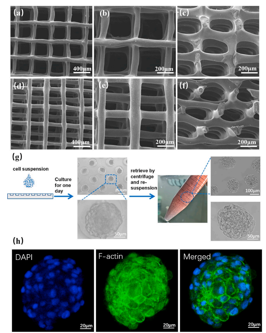 华南理工曹晓东团队：用于软骨再生的载干细胞3D打印丝素蛋白/明胶支架的图5