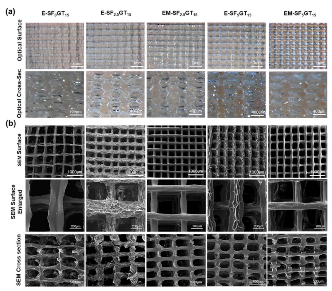 华南理工曹晓东团队：用于软骨再生的载干细胞3D打印丝素蛋白/明胶支架的图2