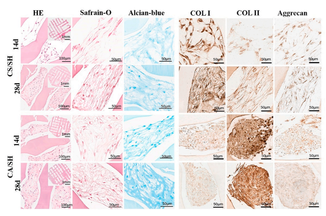 华南理工曹晓东团队：用于软骨再生的载干细胞3D打印丝素蛋白/明胶支架的图7