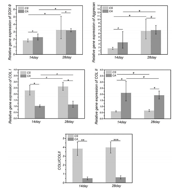 华南理工曹晓东团队：用于软骨再生的载干细胞3D打印丝素蛋白/明胶支架的图8