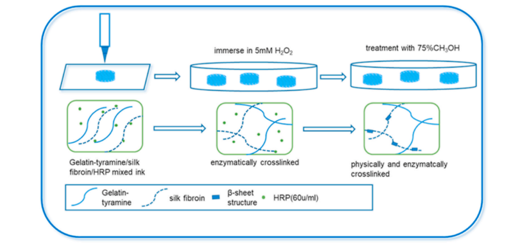 华南理工曹晓东团队：用于软骨再生的载干细胞3D打印丝素蛋白/明胶支架的图1