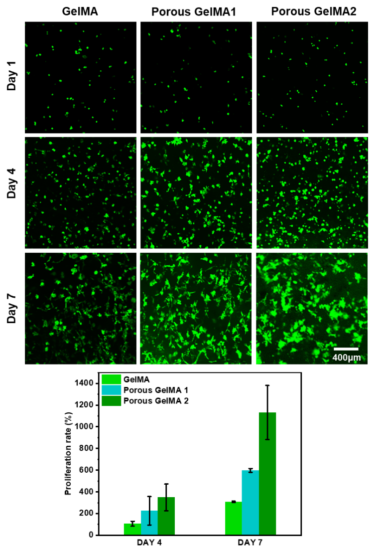 高孔隙率GelMA水凝胶（EFL-GM-PR系列）的图4
