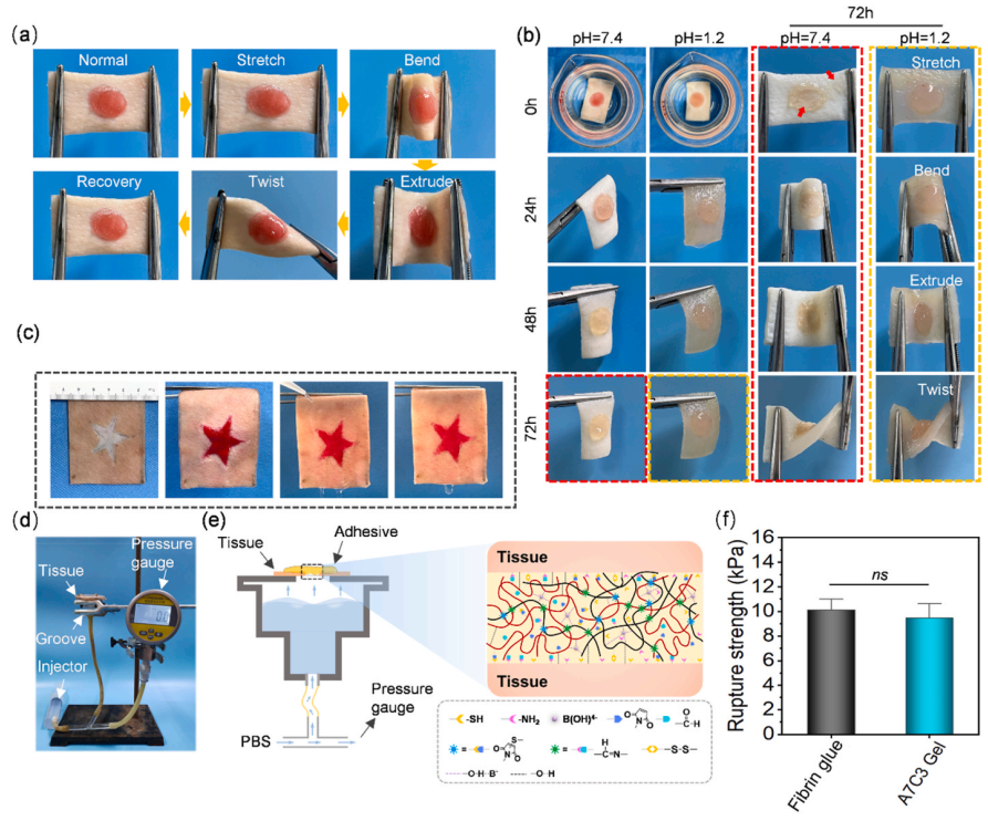 壳聚糖凝胶有什么作用《Bioactive Materials》：海藻酸钠／壳聚糖双组分多功能凝胶用于伤口护理_https://www.jmylbn.com_新闻资讯_第4张