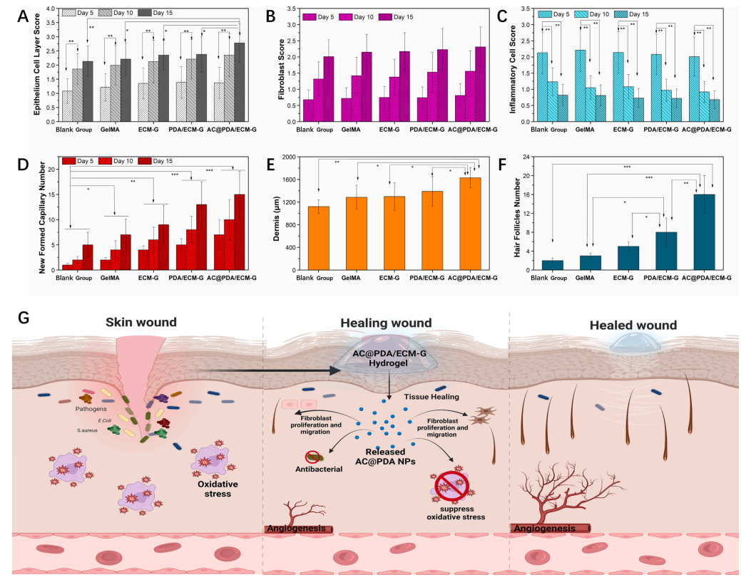 促愈凝胶怎么排出《Chemical Engineering Journal》：可用作可促进愈合的伤口敷料新型生物活性复合水凝胶_https://www.jmylbn.com_新闻资讯_第8张