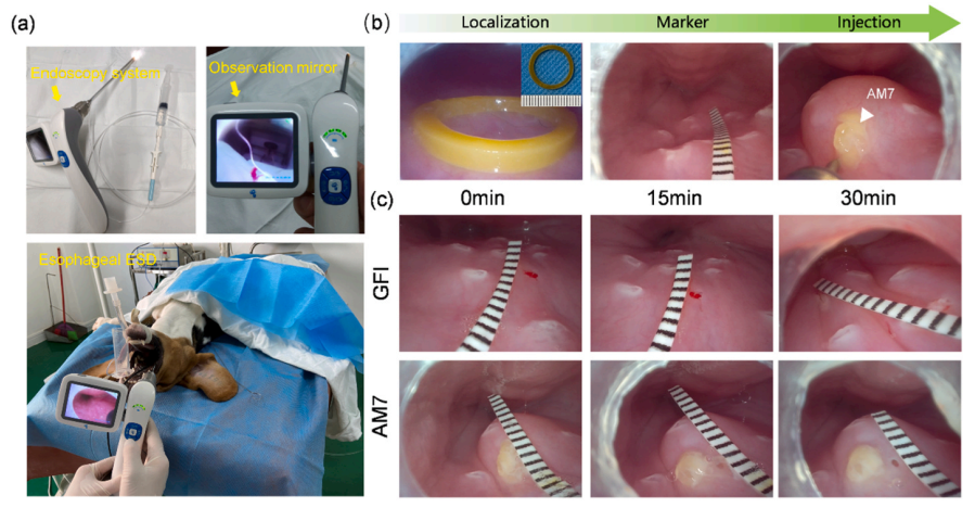 壳聚糖凝胶有什么作用《Bioactive Materials》：海藻酸钠／壳聚糖双组分多功能凝胶用于伤口护理_https://www.jmylbn.com_新闻资讯_第8张