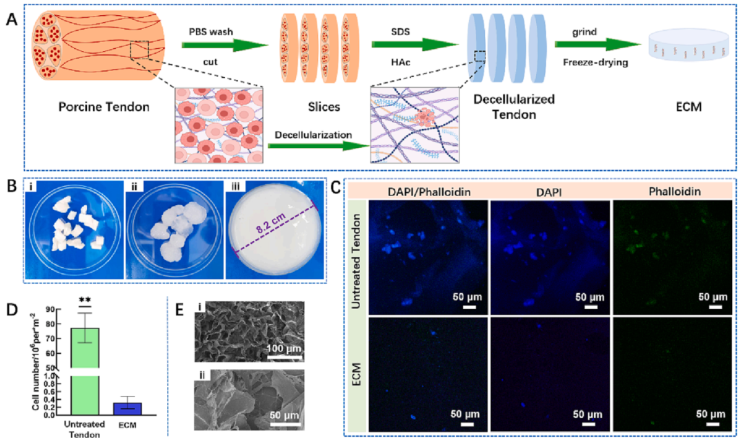 促愈凝胶怎么排出《Chemical Engineering Journal》：可用作可促进愈合的伤口敷料新型生物活性复合水凝胶_https://www.jmylbn.com_新闻资讯_第2张