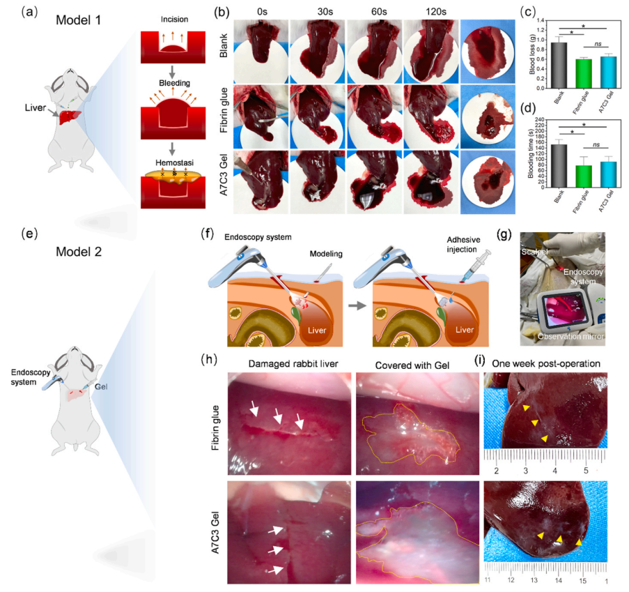 壳聚糖凝胶有什么作用《Bioactive Materials》：海藻酸钠／壳聚糖双组分多功能凝胶用于伤口护理_https://www.jmylbn.com_新闻资讯_第7张