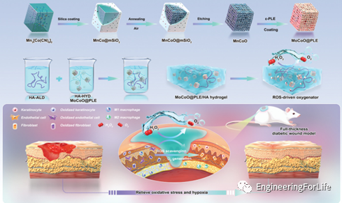 抗菌水凝胶怎么操作且看水凝胶如何“多点开花”整治糖尿病伤口_https://www.jmylbn.com_新闻资讯_第9张