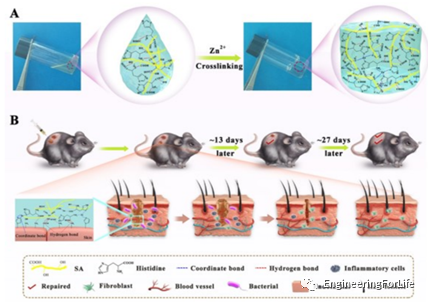 抗菌水凝胶怎么操作且看水凝胶如何“多点开花”整治糖尿病伤口_https://www.jmylbn.com_新闻资讯_第7张