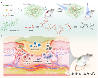 抗菌水凝胶怎么操作且看水凝胶如何“多点开花”整治糖尿病伤口_https://www.jmylbn.com_新闻资讯_第8张