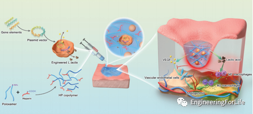 抗菌水凝胶怎么操作且看水凝胶如何“多点开花”整治糖尿病伤口_https://www.jmylbn.com_新闻资讯_第4张