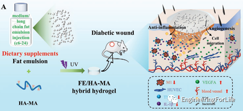 抗菌水凝胶怎么操作且看水凝胶如何“多点开花”整治糖尿病伤口_https://www.jmylbn.com_新闻资讯_第6张