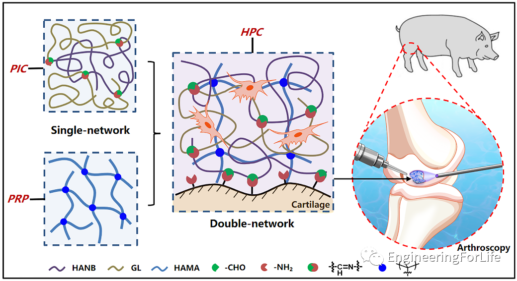 明胶在血管怎么降解【专题集锦】组织粘附与伤口敷料（20221002更新）_https://www.jmylbn.com_新闻资讯_第52张