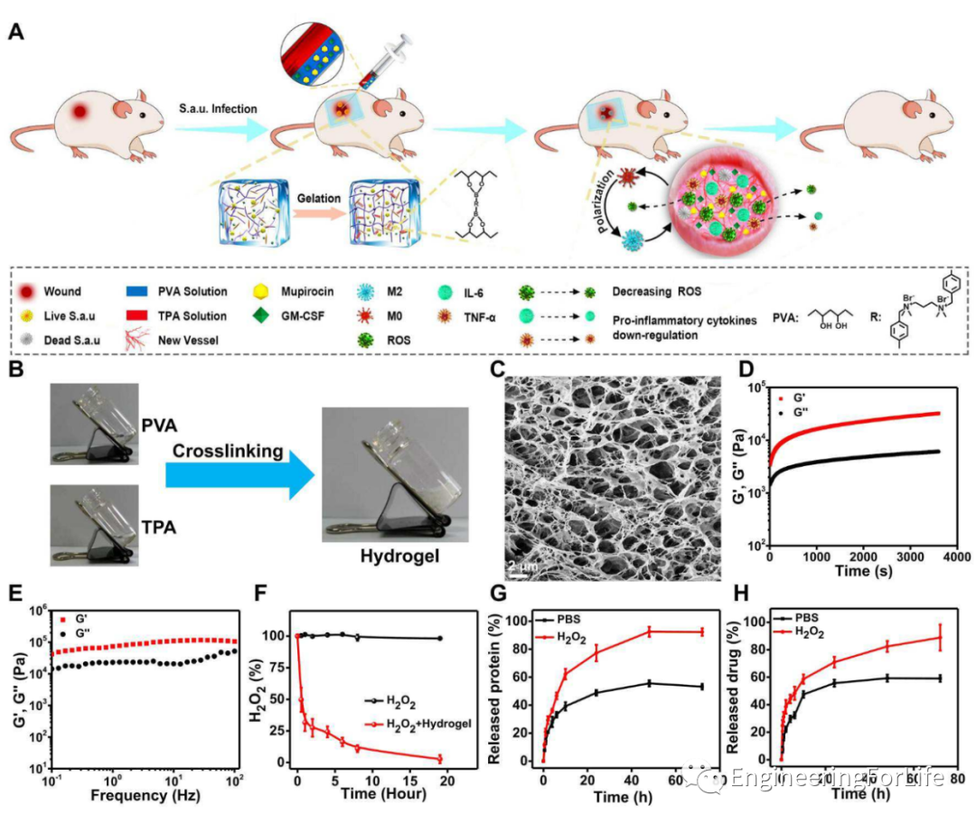 明胶在血管怎么降解【专题集锦】组织粘附与伤口敷料（20221002更新）_https://www.jmylbn.com_新闻资讯_第38张