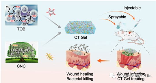 明胶在血管怎么降解【专题集锦】组织粘附与伤口敷料（20221002更新）_https://www.jmylbn.com_新闻资讯_第80张