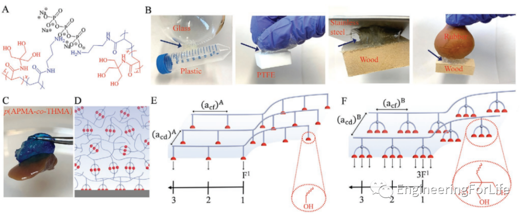 明胶在血管怎么降解【专题集锦】组织粘附与伤口敷料（20221002更新）_https://www.jmylbn.com_新闻资讯_第26张