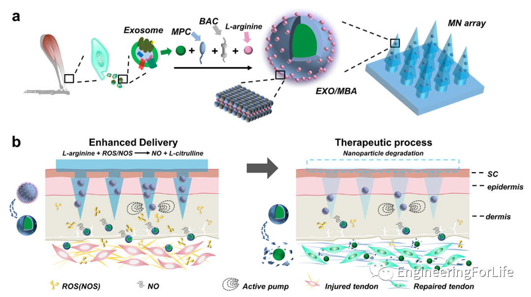 明胶在血管怎么降解【专题集锦】组织粘附与伤口敷料（20221002更新）_https://www.jmylbn.com_新闻资讯_第58张