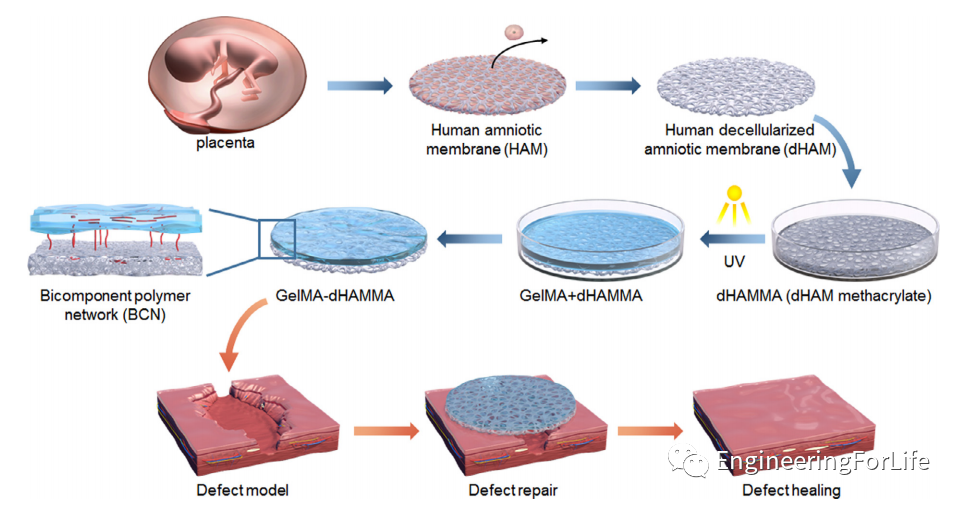 明胶在血管怎么降解【专题集锦】组织粘附与伤口敷料（20221002更新）_https://www.jmylbn.com_新闻资讯_第64张