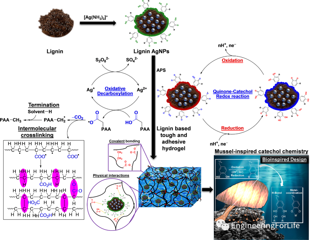 明胶在血管怎么降解【专题集锦】组织粘附与伤口敷料（20221002更新）_https://www.jmylbn.com_新闻资讯_第32张
