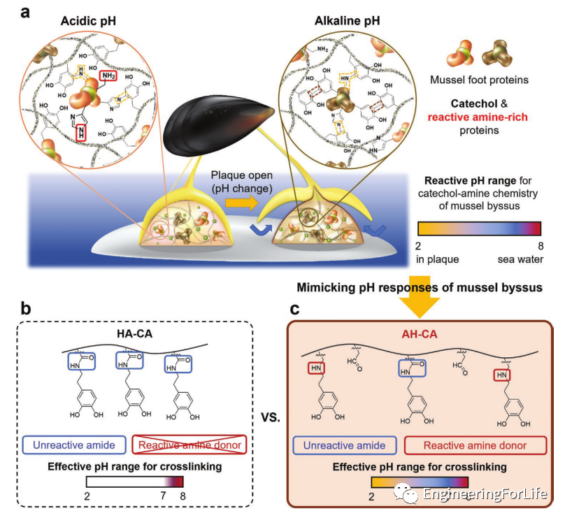 明胶在血管怎么降解【专题集锦】组织粘附与伤口敷料（20221002更新）_https://www.jmylbn.com_新闻资讯_第86张