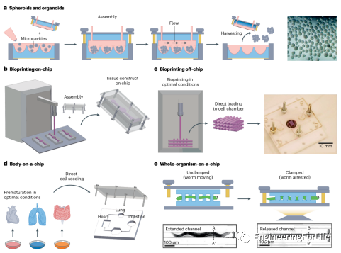 《Nat. Rev. Mater.》综述：在芯片上打造人体器官？从概念到现实的图4