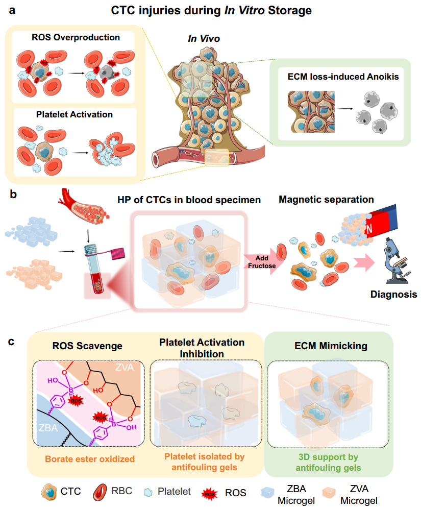 水凝胶怎么保存《Nat. Comm.》：微凝胶，延长全血近无损保存达7天!_https://www.jmylbn.com_新闻资讯_第3张