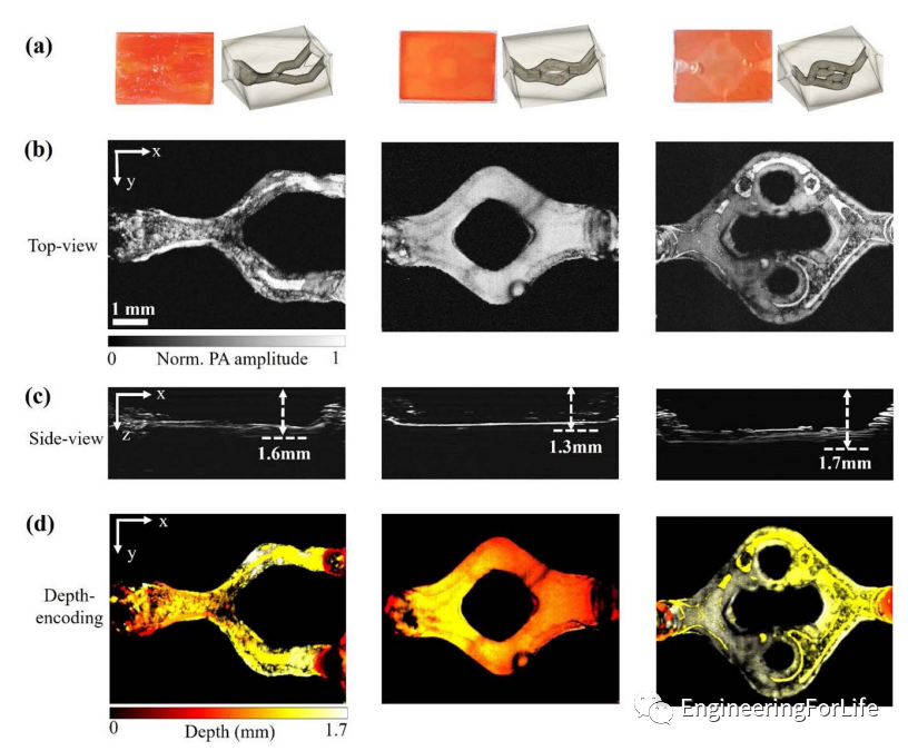 投影式光固化生物3D打印应用：血管与血管化的图1