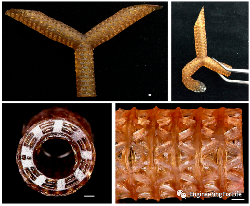 投影式光固化生物3D打印应用：血管与血管化的图5