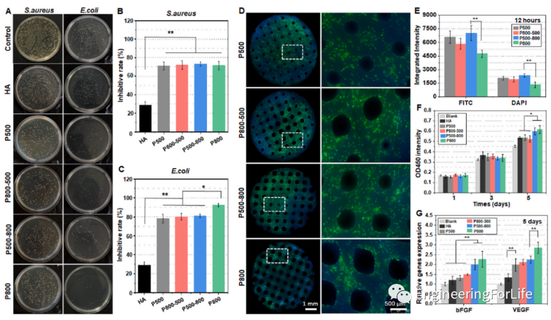 投影式光固化生物3D打印应用：血管与血管化的图9