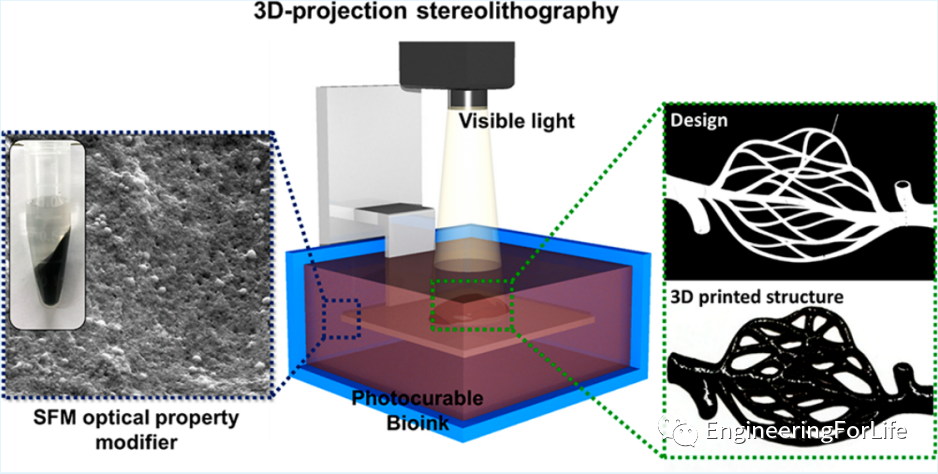 投影式光固化生物3D打印应用：血管与血管化的图6